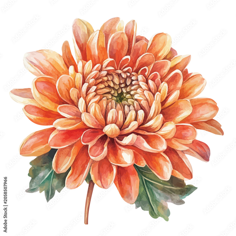 Fototapeta premium Chrysanthemum Flower, soft hand-painted watercolor illustration, isolated on a white background.