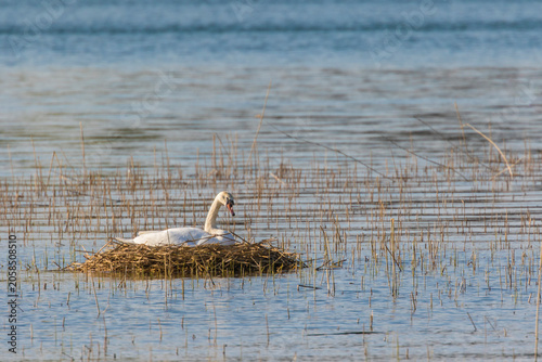 Photography Brooding mute Swan