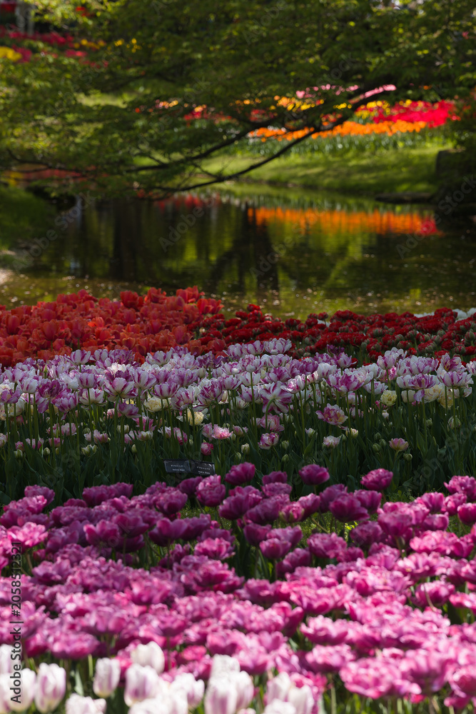Fototapeta premium 公園のチューリップ