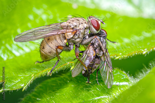 Makrofotografia drapieżnej muchy żerującej na innej musze na zielonym liściu. Wyraźne zbliżenie ukazujące detale budowy owadów oraz naturalne środowisko życia w lesie lub ogrodzie. Natura w akcji.