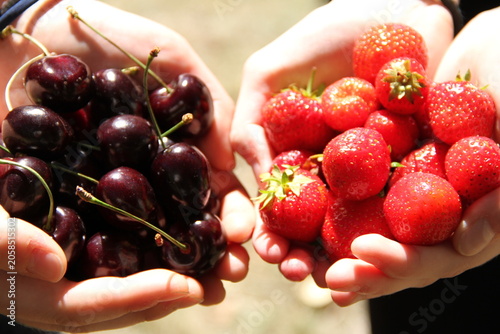Erdbeeren und Süßkirschen im Schatten