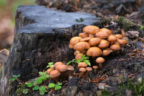 Canvas Print Kuehneromyces mutabilis (synonym: Pholiota mutabilis), commonly known as the sheathed woodtuft, is an edible mushroom that grows in clumps on tree