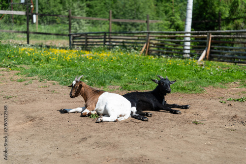 Two goats with contrasting coats are lying on dry dirt area beside a grassy pasture, with wooden fence and green trees in the background under bright