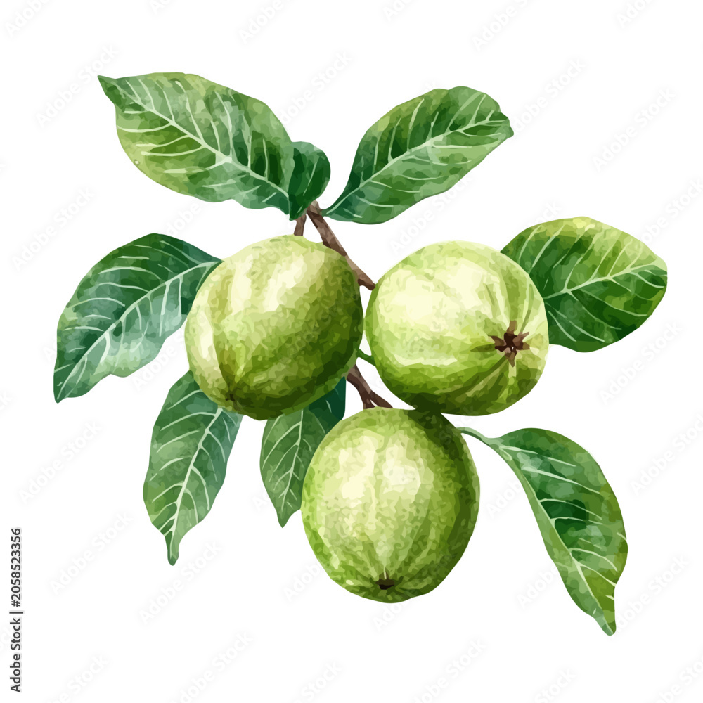 Fototapeta premium Guava On A Tree Branch, artistic watercolor illustration vector, isolated on a white background.