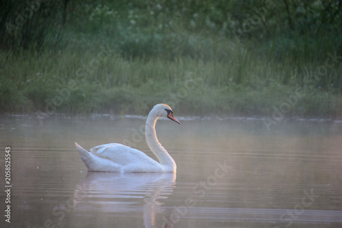 Obraz na płótnie A graceful white mute swan swims peacefully on a calm, misty lake during a seren