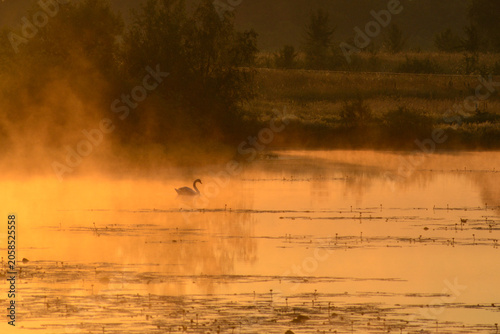 Cuadro en lienzo swan swims on a misty lake during a golden sunrise, surrounded by soft orange li