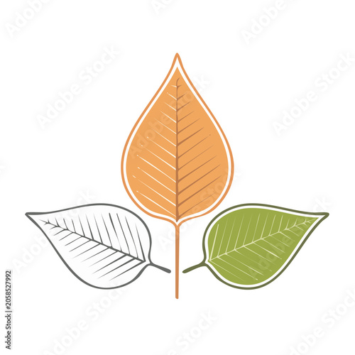 Colorful Maple Leaf Illustration with Autumn Theme