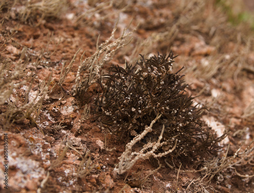 Bild auf Leinwand Biota of Gran Canaria - Orchilla Lichen, Roccella canariensis, Historically Harv