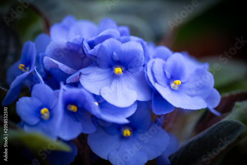 Photography Violet Saint Paulia flowers, closeup image