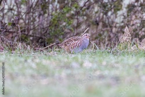 Fotografie Rebhuhn (Perdix perdix) in freier Natur, seltener Hühnervogel im natürlichen Leb