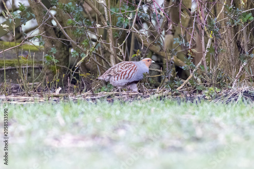 Cuadro en lienzo Rebhuhn (Perdix perdix) in freier Natur, seltener Hühnervogel im natürlichen Leb