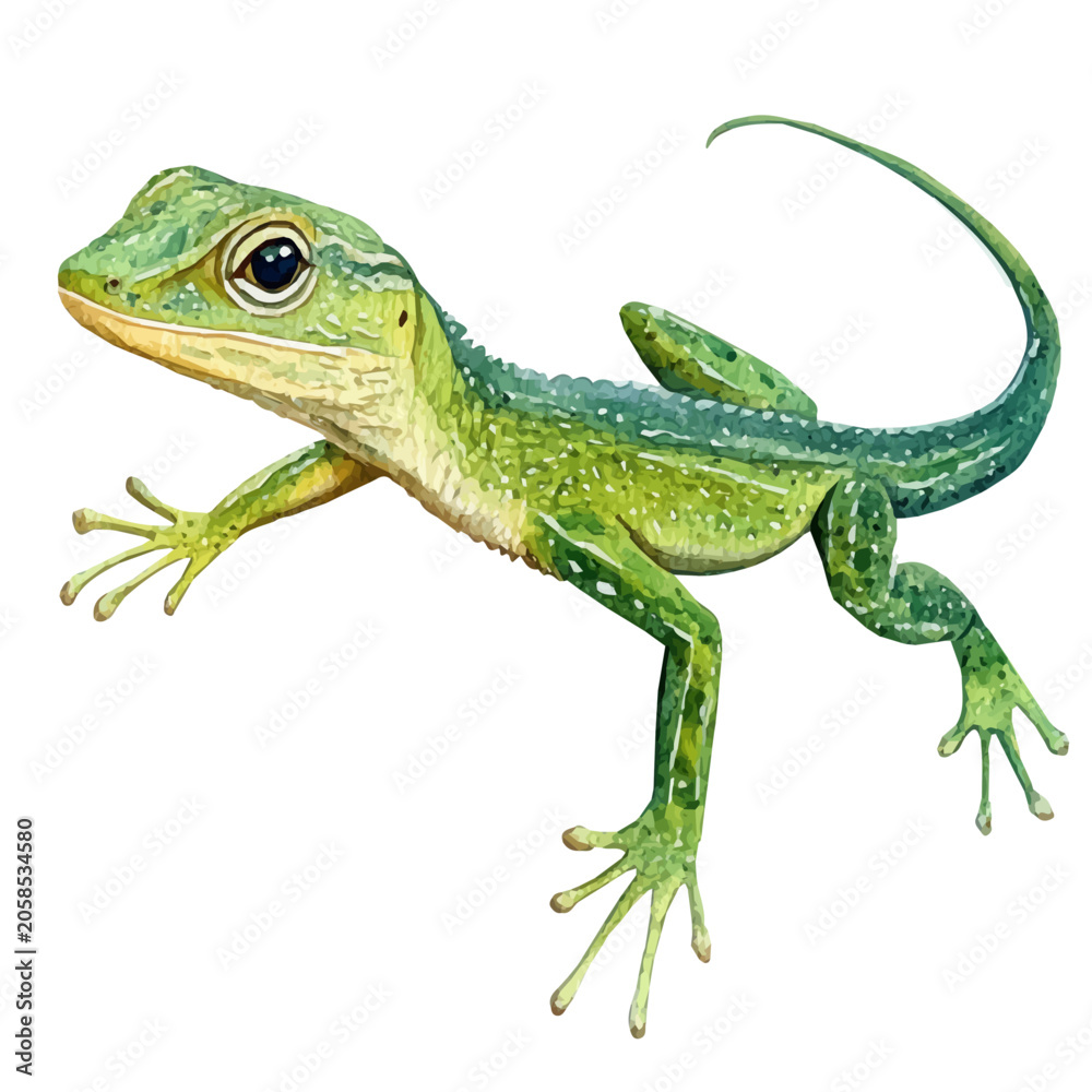 Fototapeta premium Anole, realistic watercolor illustration vector, isolated on a white background.