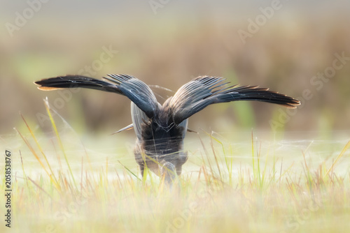 Photography Glossy ibis standing in shallow water at golden sunrise, close-up majestic wildl