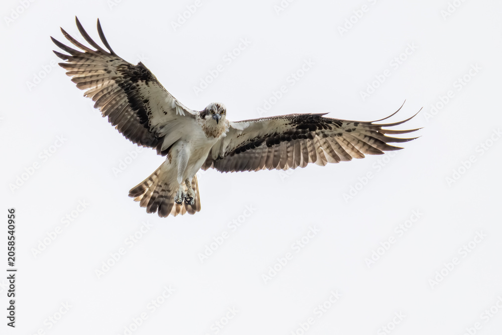 Fototapeta premium Fischadler (Pandion haliaetus) in freier Natur, majestätischer Greifvogel