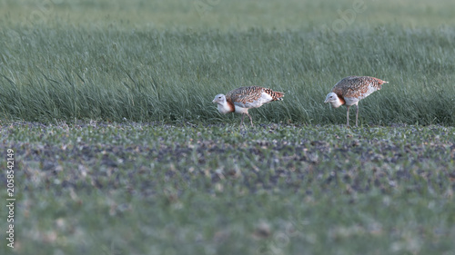 Obraz na płótnie Great bustards in a green field, rare wildlife photography of endangered otis ta