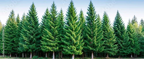 Panel kuchenny z motywem Winter scene featuring tall fir trees isolated on a crisp white background for seasonal advertising.