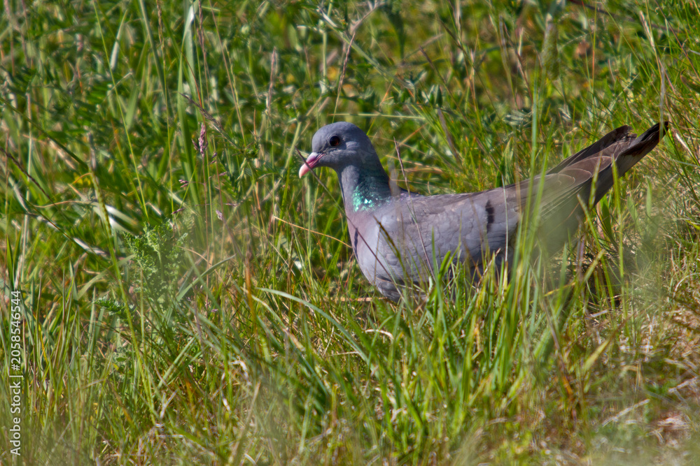 Fototapeta premium Stock Dove in a grass 