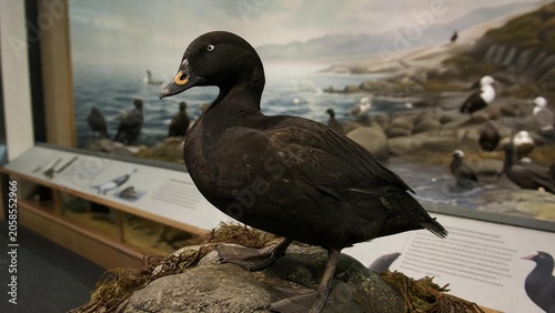A black scoter duck taxidermy in a rocky coastline museum diorama habitat.