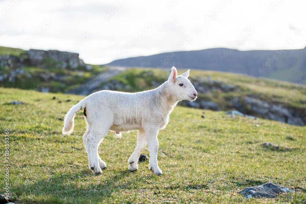 Obraz premium baby lamb in scotish highlands