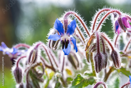 Foto Borage flowers with dewy hairs in soft garden light
