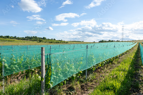 Valokuva filets anti grêle protégeant les vignes