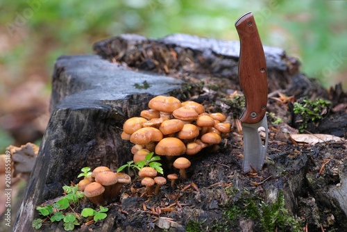 Konstfotografi Mushrooms Kuehneromyces mutabilis (synonym: Pholiota mutabilis) and pocket knife