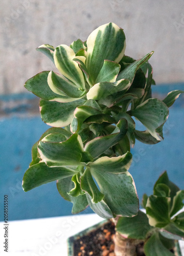 Beautiful plant Crassula Curly green variegata. Stylish Money Tree