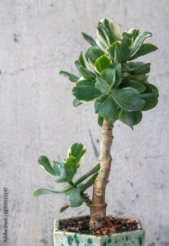Beautiful plant Crassula Curly green variegata. Stylish Money Tree