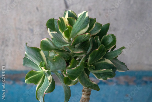 Beautiful plant Crassula Curly green variegata. Stylish Money Tree