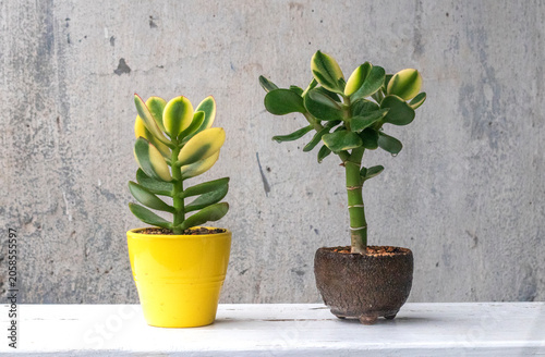 Money tree Crassula Kagetsu (Maruba). Lunar flower
