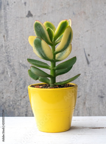 Money tree Crassula Kagetsu (Maruba). Lunar flower
