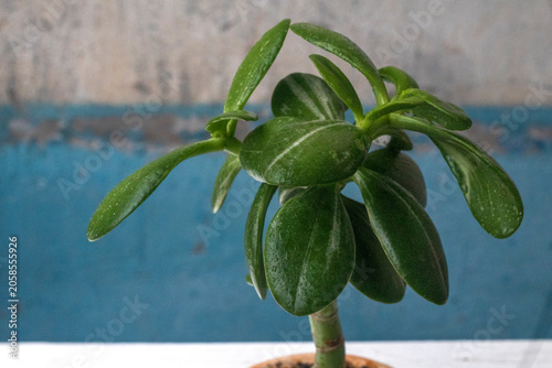 Rare jade plant: Crassula money tree succulent variety