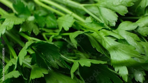 Bunch of raw aromatic parsley seasoning for cooking