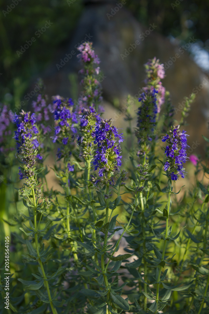 Fototapeta premium It is rosemary with purple flowers.