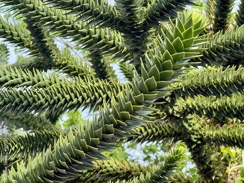 Photography Close-up of monkey puzzle tree branches with sharp overlapping triangular green