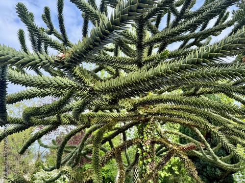 Photography Close-up of monkey puzzle tree branches with sharp spiky evergreen leaves agains