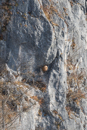 Bild auf Leinwand Close-up of rugged gray limestone cliff face with dry shrub branches and rounded