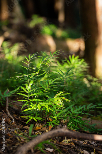 Young green fern plant glowing in dappled sunlight on forest floor with tree roots and fallen leaves