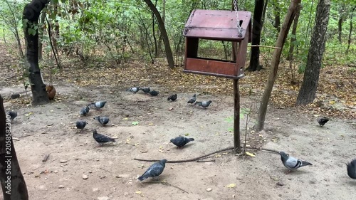 Flock of city pigeons feeding near a hanging wooden bird feeder in a green forested park, Kyiv, Ukraine. Autumn leaves, urban wildlife behavior, community feeding and nature care concept, candid outdo