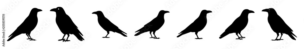 Fototapeta premium Five black crows walking in a line - A clean, minimalist line drawing of five black crows walking side by side in a straight line, ideal for editorial or illustrative use.