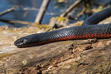 Red-bellied black snake resting on a log in the wild. Poisonous Australian reptile in natural habitat. Wildlife photography of dangerously venomous serpent in Australian nature.
