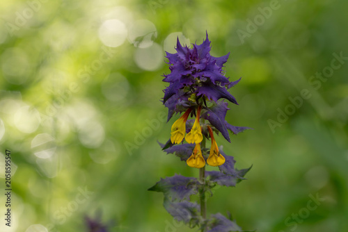 Εκτύπωση καμβά Close up of wood cow-wheat flower blooming in the forest with purple bracts and