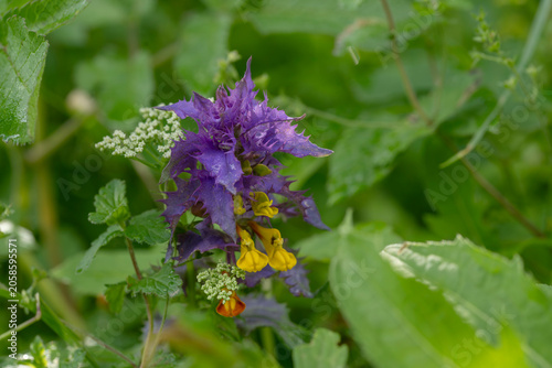 Εκτύπωση καμβά Close up of wood cow-wheat flower blooming in the forest with purple bracts and