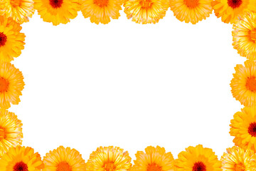 Horizontal flat lay floral border frame of vibrant orange calendula marigold flower heads isolated on clean transparent background png copy space template