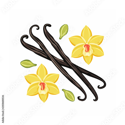 Vanilla Orchid and Bean Illustration