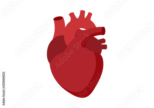 Tableau sur toile Representación anatómica de corazón humano rojo