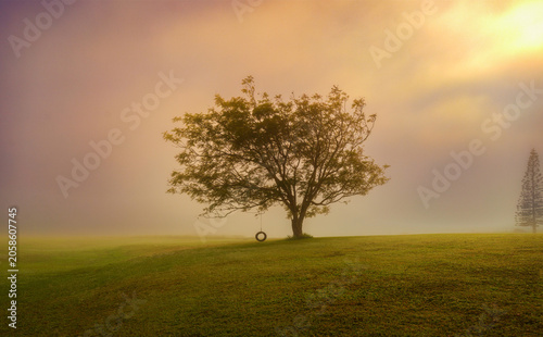 A peaceful misty morning scene at Lake Tinaroo in the Atherton Tablelands, Far North Queensland, featuring a lone tree with a tyre swing surrounded by soft golden light, open green grass, gentle fog