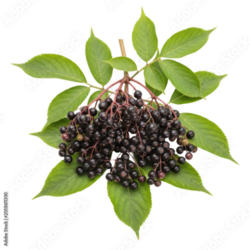 Fresh elderberry cluster with green leaves isolated on transparent background