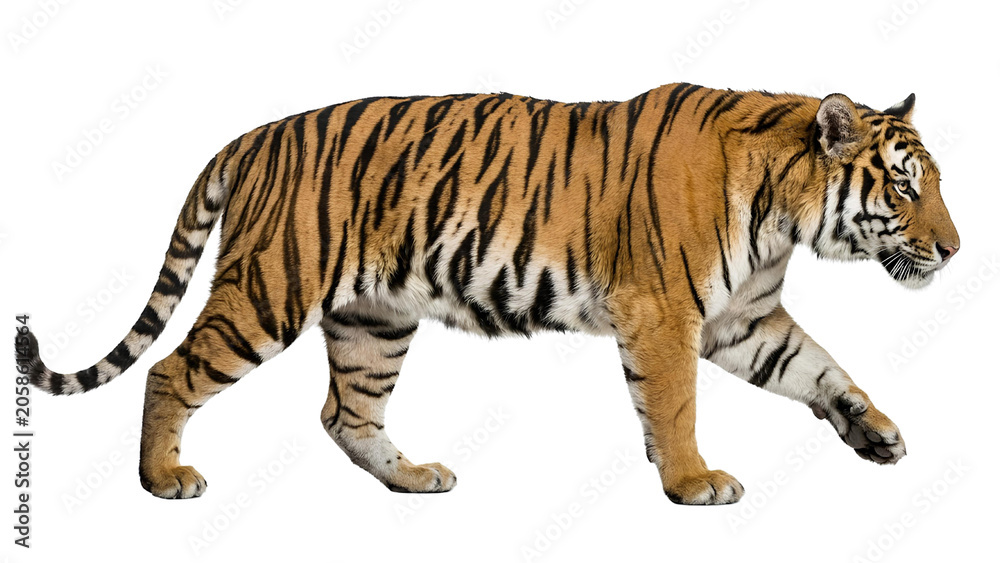 Obraz premium Majestic Bengal Tiger Walking Isolated on Transparent Background PNG – Realistic Wildlife Animal Cutout