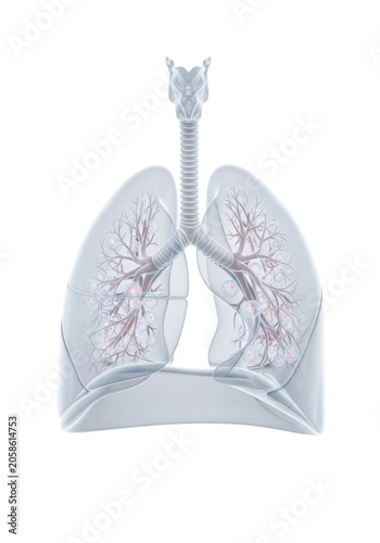 Ultra-detailed 3D human respiratory model, translucent lungs, trachea, alveoli, intricate pathways, minimalist background, advanced biology concept